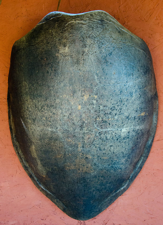 Shield of Green Turtle (Chelonia mydas) As seen in the Sea Turtle Center, Praia do Forte, Brazil. Brazil,Chelonia mydas,Geotagged,Green Turtle,Praia de Forte,Sea Turtle,shield,turtle