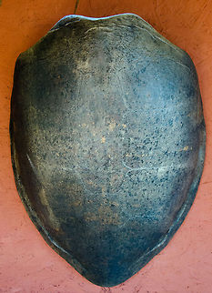 Shield of Green Turtle (Chelonia mydas) As seen in the Sea Turtle Center, Praia do Forte, Brazil. Brazil,Chelonia mydas,Geotagged,Green Turtle,Praia de Forte,Sea Turtle,shield,turtle