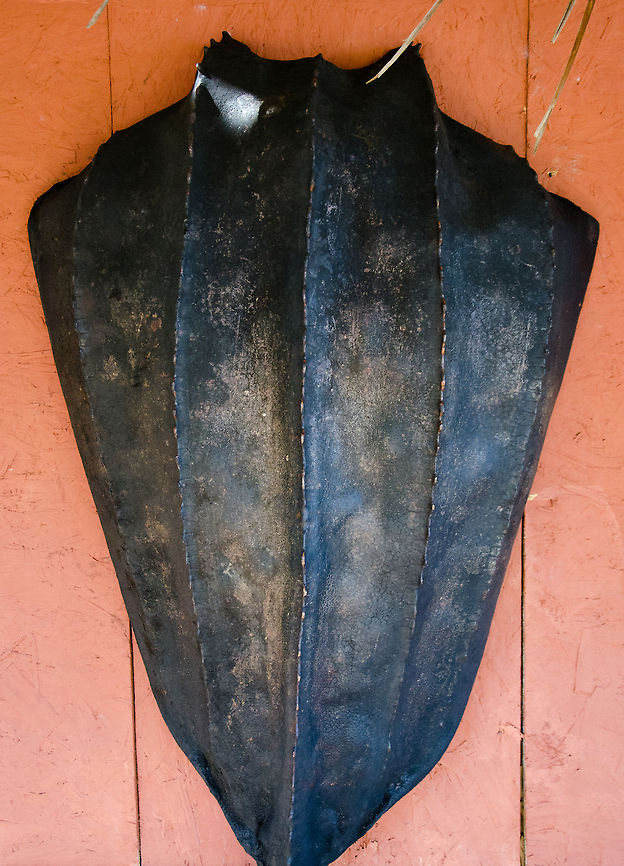 Shield of Leatherback sea turtle (Dermochelys coriacea) As seen in the Sea Turtle Center, Praia do Forte, Brazil. Brazil,Dermochelys coriacea,Geotagged,Leatherback sea turtle,Praia de Forte,Sea Turtle,Turtle,shield