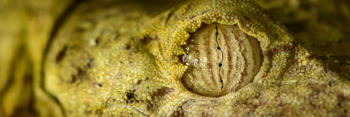 Giant Leaf-tailed gecko - eye closeup, Nosy Mangabe, Madagascar "Uroplatus" is a magical word in Madagascar that gets everybody's attention. It means one of Madagascar's iconic reptiles have been spotted. Usually you are not told where exactly it is, leaving you to find it. We failed this time, and our guide pointed out where it is. <br />
<br />
This one was found during a day walk. Being a nocturnal reptile, it will sleep like this during the day, always facing down (this photo is rotated). Africa,Geotagged,Giant Leaf-tailed Gecko,Madagascar,Madagascar North,Nosy Mangabe,Spring,Uroplatus fimbriatus,World