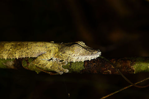 Giant Leaf-tailed gecko  - tight grip, Nosy Mangabe, Madagascar "Uroplatus" is a magical word in Madagascar that gets everybody's attention. It means one of Madagascar's iconic reptiles have been spotted. Usually you are not told where exactly it is, leaving you to find it. We failed this time, and our guide pointed out where it is. 

This one was found during a day walk. Being a nocturnal reptile, it will sleep like this during the day, always facing down. Its color depends on the tree it is on, and how long it has been on it. This one has probably not been on this tree very long yet. 

This photo is rotated, and I used flash to bring out more detail. Africa,Geotagged,Giant Leaf-tailed Gecko,Madagascar,Madagascar North,Nosy Mangabe,Spring,Uroplatus fimbriatus,World