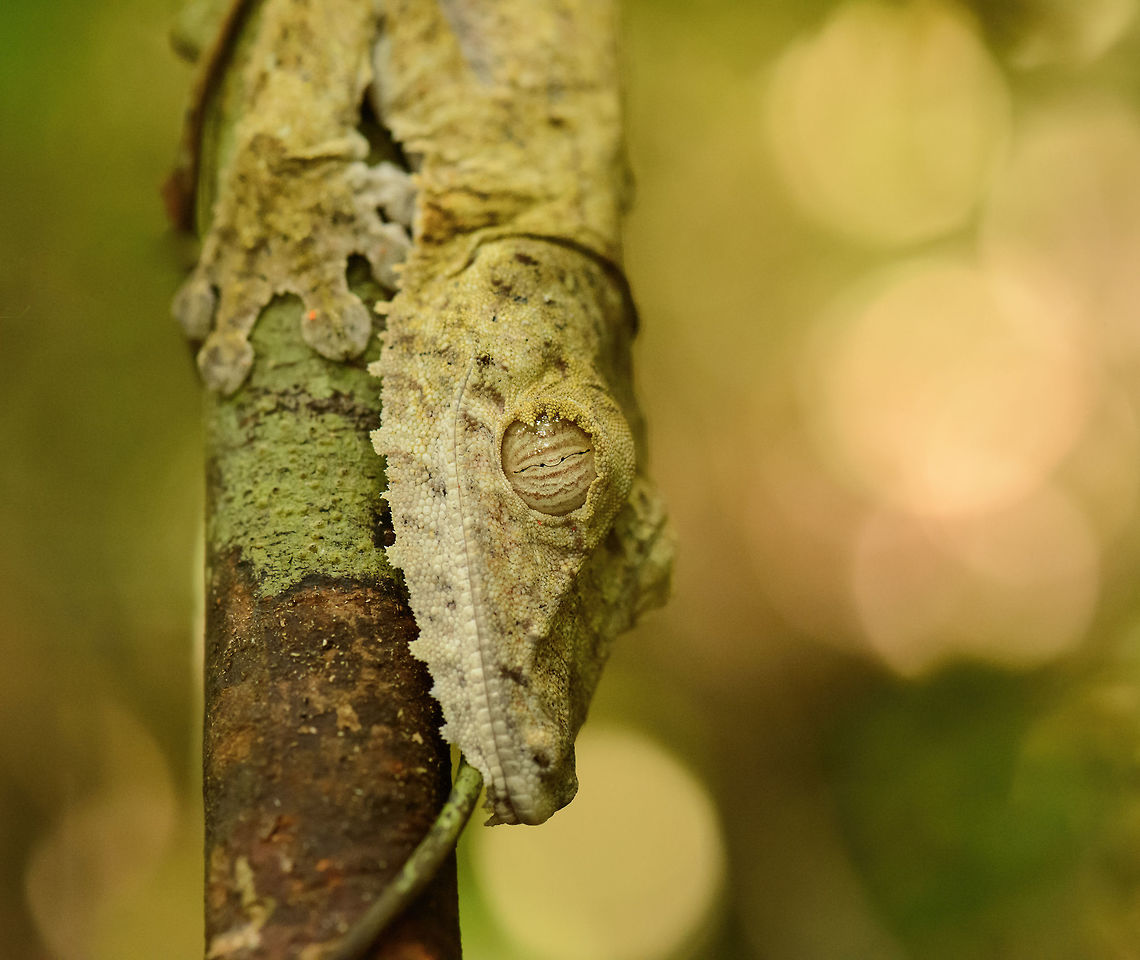 Giant Leaf-tailed gecko  -closeup, Nosy Mangabe, Madagascar &quot;Uroplatus&quot; is a magical word in Madagascar that gets everybody&#039;s attention. It means one of Madagascar&#039;s iconic reptiles have been spotted. Usually you are not told where exactly it is, leaving you to find it. We failed this time, and our guide pointed out where it is. <br />
<br />
This one was found during a day walk. Being a nocturnal reptile, it will sleep like this during the day, always facing down. Its color depends on the tree it is on, and how long it has been on it. This one has probably not been on this tree very long yet. <br />
<br />
Eye closeup:<br />
<figure class="photo"><a href="https://www.jungledragon.com/image/33701/giant_leaf-tailed_gecko_-_eye_closeup_nosy_mangabe_madagascar.html" title="Giant Leaf-tailed gecko  - eye closeup, Nosy Mangabe, Madagascar"><img src="https://s3.amazonaws.com/media.jungledragon.com/images/2/33701_thumb.jpg?AWSAccessKeyId=05GMT0V3GWVNE7GGM1R2&Expires=1759968010&Signature=q%2FslPZtIvWL0QBB%2FFVqrN4%2FTLVQ%3D" width="200" height="68" alt="Giant Leaf-tailed gecko  - eye closeup, Nosy Mangabe, Madagascar &quot;Uroplatus&quot; is a magical word in Madagascar that gets everybody&#039;s attention. It means one of Madagascar&#039;s iconic reptiles have been spotted. Usually you are not told where exactly it is, leaving you to find it. We failed this time, and our guide pointed out where it is. <br />
<br />
This one was found during a day walk. Being a nocturnal reptile, it will sleep like this during the day, always facing down (this photo is rotated). Africa,Geotagged,Giant Leaf-tailed Gecko,Madagascar,Madagascar North,Nosy Mangabe,Spring,Uroplatus fimbriatus,World" /></a></figure> Africa,Geotagged,Giant Leaf-tailed Gecko,Madagascar,Madagascar North,Nosy Mangabe,Spring,Uroplatus fimbriatus,World