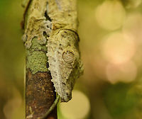 Giant Leaf-tailed gecko -closeup, Nosy Mangabe, Madagascar "Uroplatus" is a magical word in Madagascar that gets everybody's attention. It means one of Madagascar's iconic reptiles have been spotted. Usually you are not told where exactly it is, leaving you to find it. We failed this time, and our guide pointed out where it is. <br />
<br />
This one was found during a day walk. Being a nocturnal reptile, it will sleep like this during the day, always facing down. Its color depends on the tree it is on, and how long it has been on it. This one has probably not been on this tree very long yet. <br />
<br />
Eye closeup:<br />
http://www.jungledragon.com/image/33701/giant_leaf-tailed_gecko_-_eye_closeup_nosy_mangabe_madagascar.html Africa,Geotagged,Giant Leaf-tailed Gecko,Madagascar,Madagascar North,Nosy Mangabe,Spring,Uroplatus fimbriatus,World