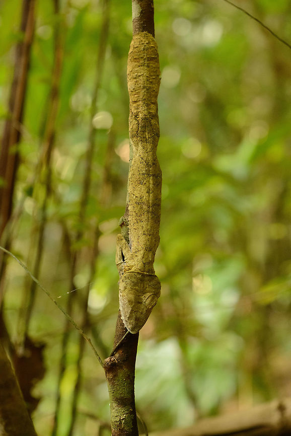 Giant Leaf-tailed gecko  - full body, Nosy Mangabe, Madagascar &quot;Uroplatus&quot; is a magical word in Madagascar that gets everybody&#039;s attention. It means one of Madagascar&#039;s iconic reptiles have been spotted. Usually you are not told where exactly it is, leaving you to find it. We failed this time, and our guide pointed out where it is. Closeup:<br />
<figure class="photo"><a href="https://www.jungledragon.com/image/33703/giant_leaf-tailed_gecko_-closeup_nosy_mangabe_madagascar.html" title="Giant Leaf-tailed gecko  -closeup, Nosy Mangabe, Madagascar"><img src="https://s3.amazonaws.com/media.jungledragon.com/images/2/33703_thumb.jpg?AWSAccessKeyId=05GMT0V3GWVNE7GGM1R2&Expires=1759968010&Signature=aEFfDyt1MuaMWOoUV2Re0lKFn1k%3D" width="200" height="170" alt="Giant Leaf-tailed gecko  -closeup, Nosy Mangabe, Madagascar &quot;Uroplatus&quot; is a magical word in Madagascar that gets everybody&#039;s attention. It means one of Madagascar&#039;s iconic reptiles have been spotted. Usually you are not told where exactly it is, leaving you to find it. We failed this time, and our guide pointed out where it is. <br />
<br />
This one was found during a day walk. Being a nocturnal reptile, it will sleep like this during the day, always facing down. Its color depends on the tree it is on, and how long it has been on it. This one has probably not been on this tree very long yet. <br />
<br />
Eye closeup:<br />
http://www.jungledragon.com/image/33701/giant_leaf-tailed_gecko_-_eye_closeup_nosy_mangabe_madagascar.html Africa,Geotagged,Giant Leaf-tailed Gecko,Madagascar,Madagascar North,Nosy Mangabe,Spring,Uroplatus fimbriatus,World" /></a></figure><br />
<br />
This one was found during a day walk. Being a nocturnal reptile, it will sleep like this during the day, always facing down. Its color depends on the tree it is on, and how long it has been on it. This one has probably not been on this tree very long yet. <br />
<br />
This photo shows their long flat tail after which they are named. Africa,Geotagged,Giant Leaf-tailed Gecko,Madagascar,Madagascar North,Nosy Mangabe,Spring,Uroplatus fimbriatus,World