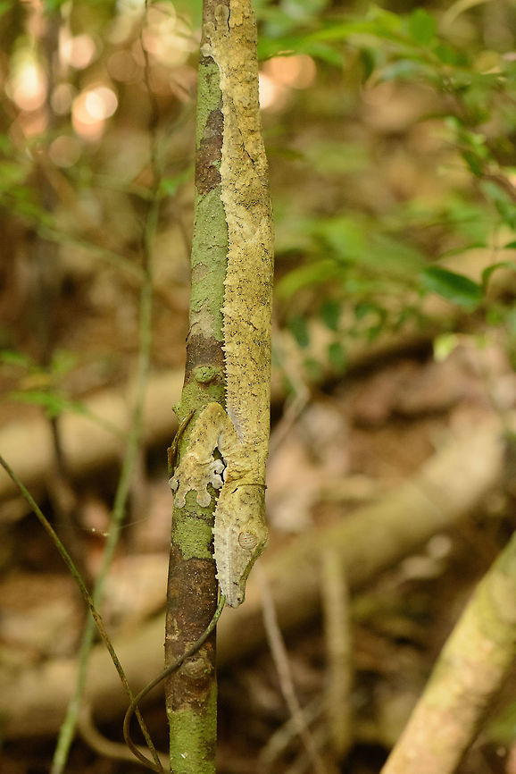 Giant Leaf-tailed gecko  - side view, Nosy Mangabe, Madagascar &quot;Uroplatus&quot; is a magical word in Madagascar that gets everybody&#039;s attention. It means one of Madagascar&#039;s iconic reptiles have been spotted. Usually you are not told where exactly it is, leaving you to find it. We failed this time, and our guide pointed out where it is. Closeup:<br />
<figure class="photo"><a href="https://www.jungledragon.com/image/33703/giant_leaf-tailed_gecko_-closeup_nosy_mangabe_madagascar.html" title="Giant Leaf-tailed gecko  -closeup, Nosy Mangabe, Madagascar"><img src="https://s3.amazonaws.com/media.jungledragon.com/images/2/33703_thumb.jpg?AWSAccessKeyId=05GMT0V3GWVNE7GGM1R2&Expires=1759968010&Signature=aEFfDyt1MuaMWOoUV2Re0lKFn1k%3D" width="200" height="170" alt="Giant Leaf-tailed gecko  -closeup, Nosy Mangabe, Madagascar &quot;Uroplatus&quot; is a magical word in Madagascar that gets everybody&#039;s attention. It means one of Madagascar&#039;s iconic reptiles have been spotted. Usually you are not told where exactly it is, leaving you to find it. We failed this time, and our guide pointed out where it is. <br />
<br />
This one was found during a day walk. Being a nocturnal reptile, it will sleep like this during the day, always facing down. Its color depends on the tree it is on, and how long it has been on it. This one has probably not been on this tree very long yet. <br />
<br />
Eye closeup:<br />
http://www.jungledragon.com/image/33701/giant_leaf-tailed_gecko_-_eye_closeup_nosy_mangabe_madagascar.html Africa,Geotagged,Giant Leaf-tailed Gecko,Madagascar,Madagascar North,Nosy Mangabe,Spring,Uroplatus fimbriatus,World" /></a></figure><br />
<br />
This one was found during a day walk. Being a nocturnal reptile, it will sleep like this during the day, always facing down. Its color depends on the tree it is on, and how long it has been on it. This one has probably not been on this tree very long yet.  Africa,Giant Leaf-tailed Gecko,Madagascar,Madagascar North,Nosy Mangabe,Uroplatus fimbriatus,World