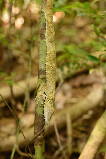 Giant Leaf-tailed gecko  - side view, Nosy Mangabe, Madagascar "Uroplatus" is a magical word in Madagascar that gets everybody's attention. It means one of Madagascar's iconic reptiles have been spotted. Usually you are not told where exactly it is, leaving you to find it. We failed this time, and our guide pointed out where it is. Closeup:
http://www.jungledragon.com/image/33703/giant_leaf-tailed_gecko_-closeup_nosy_mangabe_madagascar.html

This one was found during a day walk. Being a nocturnal reptile, it will sleep like this during the day, always facing down. Its color depends on the tree it is on, and how long it has been on it. This one has probably not been on this tree very long yet.  Africa,Giant Leaf-tailed Gecko,Madagascar,Madagascar North,Nosy Mangabe,Uroplatus fimbriatus,World