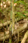 Giant Leaf-tailed gecko  - side view, Nosy Mangabe, Madagascar "Uroplatus" is a magical word in Madagascar that gets everybody's attention. It means one of Madagascar's iconic reptiles have been spotted. Usually you are not told where exactly it is, leaving you to find it. We failed this time, and our guide pointed out where it is. Closeup:<br />
http://www.jungledragon.com/image/33703/giant_leaf-tailed_gecko_-closeup_nosy_mangabe_madagascar.html<br />
<br />
This one was found during a day walk. Being a nocturnal reptile, it will sleep like this during the day, always facing down. Its color depends on the tree it is on, and how long it has been on it. This one has probably not been on this tree very long yet.  Africa,Giant Leaf-tailed Gecko,Madagascar,Madagascar North,Nosy Mangabe,Uroplatus fimbriatus,World