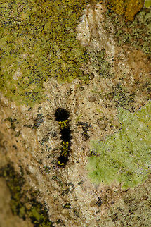 Long-haired black caterpillar with yellow highlights, Nosy Mangabe, Madagascar Subtribe Spilosomina. Africa,Geotagged,Madagascar,Madagascar North,Nosy Mangabe,Spring,World