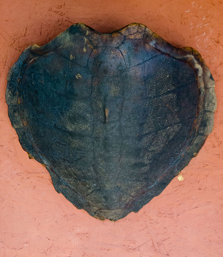 Shield of Olive Ridley sea turtle (Lepidochelys olivacea) As seen in the Sea Turtle Center, Praia do Forte, Brazil. Brazil,Geotagged,Lepidochelys olivacea,Praia de Forte,Sea Turtle,olive ridley sea turtle,shield,turtle