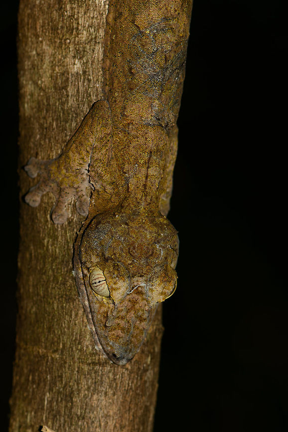 Giant Leaf-tailed gecko  - head closeup - II, Nosy Mangabe, Madagascar Daytime find (flash used) of this amazing gecko in Nosy Mangabe, Madagascar.  Africa,Geotagged,Giant Leaf-tailed Gecko,Madagascar,Madagascar North,Nosy Mangabe,Spring,Uroplatus fimbriatus,World