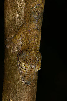 Giant Leaf-tailed gecko  - head closeup - II, Nosy Mangabe, Madagascar Daytime find (flash used) of this amazing gecko in Nosy Mangabe, Madagascar.  Africa,Geotagged,Giant Leaf-tailed Gecko,Madagascar,Madagascar North,Nosy Mangabe,Spring,Uroplatus fimbriatus,World