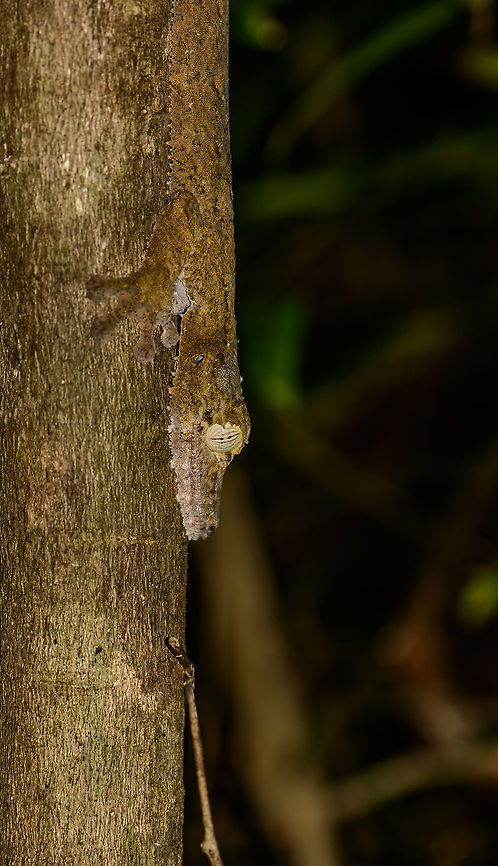 Giant Leaf-tailed gecko  - side view, Nosy Mangabe, Madagascar Found close to this one:<br />
<figure class="photo"><a href="https://www.jungledragon.com/image/33705/giant_leaf-tailed_gecko_-_side_view_nosy_mangabe_madagascar.html" title="Giant Leaf-tailed gecko  - side view, Nosy Mangabe, Madagascar"><img src="https://s3.amazonaws.com/media.jungledragon.com/images/2/33705_thumb.jpg?AWSAccessKeyId=05GMT0V3GWVNE7GGM1R2&Expires=1759968010&Signature=LD%2FwqnI8xpJO3%2F2uOeuDMEBjxpo%3D" width="102" height="152" alt="Giant Leaf-tailed gecko  - side view, Nosy Mangabe, Madagascar &quot;Uroplatus&quot; is a magical word in Madagascar that gets everybody&#039;s attention. It means one of Madagascar&#039;s iconic reptiles have been spotted. Usually you are not told where exactly it is, leaving you to find it. We failed this time, and our guide pointed out where it is. Closeup:<br />
http://www.jungledragon.com/image/33703/giant_leaf-tailed_gecko_-closeup_nosy_mangabe_madagascar.html<br />
<br />
This one was found during a day walk. Being a nocturnal reptile, it will sleep like this during the day, always facing down. Its color depends on the tree it is on, and how long it has been on it. This one has probably not been on this tree very long yet.  Africa,Giant Leaf-tailed Gecko,Madagascar,Madagascar North,Nosy Mangabe,Uroplatus fimbriatus,World" /></a></figure><br />
Note the difference in color. The longer they stay on a tree, the more their color will blend. They cannot take on any color, only shades of yellow to brown, according to our guide.  Africa,Geotagged,Giant Leaf-tailed Gecko,Madagascar,Madagascar North,Nosy Mangabe,Spring,Uroplatus fimbriatus,World