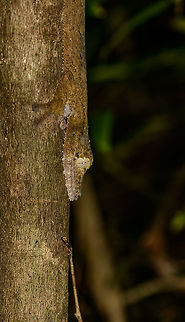 Giant Leaf-tailed gecko  - side view, Nosy Mangabe, Madagascar Found close to this one:
http://www.jungledragon.com/image/33705/giant_leaf-tailed_gecko_-_side_view_nosy_mangabe_madagascar.html
Note the difference in color. The longer they stay on a tree, the more their color will blend. They cannot take on any color, only shades of yellow to brown, according to our guide.  Africa,Geotagged,Giant Leaf-tailed Gecko,Madagascar,Madagascar North,Nosy Mangabe,Spring,Uroplatus fimbriatus,World