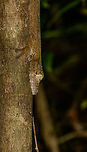 Giant Leaf-tailed gecko  - side view, Nosy Mangabe, Madagascar Found close to this one:<br />
http://www.jungledragon.com/image/33705/giant_leaf-tailed_gecko_-_side_view_nosy_mangabe_madagascar.html<br />
Note the difference in color. The longer they stay on a tree, the more their color will blend. They cannot take on any color, only shades of yellow to brown, according to our guide.  Africa,Geotagged,Giant Leaf-tailed Gecko,Madagascar,Madagascar North,Nosy Mangabe,Spring,Uroplatus fimbriatus,World