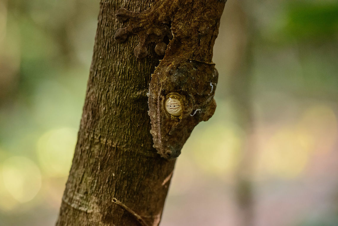 Giant Leaf-tailed gecko  - head closeup, Nosy Mangabe, Madagascar Another daytime find of this epic reptile. Found close to this one:<br />
<figure class="photo"><a href="https://www.jungledragon.com/image/33703/giant_leaf-tailed_gecko_-closeup_nosy_mangabe_madagascar.html" title="Giant Leaf-tailed gecko  -closeup, Nosy Mangabe, Madagascar"><img src="https://s3.amazonaws.com/media.jungledragon.com/images/2/33703_thumb.jpg?AWSAccessKeyId=05GMT0V3GWVNE7GGM1R2&Expires=1759968010&Signature=aEFfDyt1MuaMWOoUV2Re0lKFn1k%3D" width="200" height="170" alt="Giant Leaf-tailed gecko  -closeup, Nosy Mangabe, Madagascar &quot;Uroplatus&quot; is a magical word in Madagascar that gets everybody&#039;s attention. It means one of Madagascar&#039;s iconic reptiles have been spotted. Usually you are not told where exactly it is, leaving you to find it. We failed this time, and our guide pointed out where it is. <br />
<br />
This one was found during a day walk. Being a nocturnal reptile, it will sleep like this during the day, always facing down. Its color depends on the tree it is on, and how long it has been on it. This one has probably not been on this tree very long yet. <br />
<br />
Eye closeup:<br />
http://www.jungledragon.com/image/33701/giant_leaf-tailed_gecko_-_eye_closeup_nosy_mangabe_madagascar.html Africa,Geotagged,Giant Leaf-tailed Gecko,Madagascar,Madagascar North,Nosy Mangabe,Spring,Uroplatus fimbriatus,World" /></a></figure> Africa,Geotagged,Giant Leaf-tailed Gecko,Madagascar,Madagascar North,Nosy Mangabe,Spring,Uroplatus fimbriatus,World