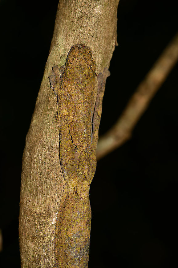 Tail closeup of a Giant leaf-tailed gecko, Nosy Mangabe, Madagascar Closing in on the amazing tail of the Giant leaf-tailed gecko. Check out the blended color, flat shape, and leaf-like texture and pattern. Here's the upper part:<br />
<figure class="photo"><a href="https://www.jungledragon.com/image/33724/giant_leaf-tailed_gecko_-_side_view_nosy_mangabe_madagascar.html" title="Giant Leaf-tailed gecko  - side view, Nosy Mangabe, Madagascar"><img src="https://s3.amazonaws.com/media.jungledragon.com/images/2/33724_thumb.jpg?AWSAccessKeyId=05GMT0V3GWVNE7GGM1R2&Expires=1770854410&Signature=Ipj7br4gI9pcUYzxGP8%2BAF2yXZY%3D" width="88" height="152" alt="Giant Leaf-tailed gecko  - side view, Nosy Mangabe, Madagascar Found close to this one:<br />
http://www.jungledragon.com/image/33705/giant_leaf-tailed_gecko_-_side_view_nosy_mangabe_madagascar.html<br />
Note the difference in color. The longer they stay on a tree, the more their color will blend. They cannot take on any color, only shades of yellow to brown, according to our guide.  Africa,Geotagged,Giant Leaf-tailed Gecko,Madagascar,Madagascar North,Nosy Mangabe,Spring,Uroplatus fimbriatus,World" /></a></figure> Africa,Geotagged,Giant Leaf-tailed Gecko,Madagascar,Madagascar North,Nosy Mangabe,Spring,Uroplatus fimbriatus,World