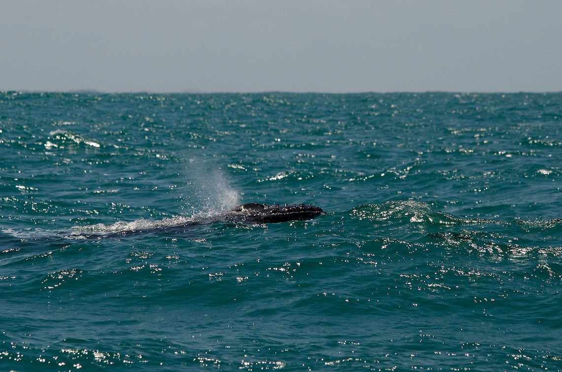 Humpback whale blowhole A mature female Humpback Whale exhales water out of its blowhole.  Brazil,Geotagged,Humpback whale,Megaptera novaeangliae,Praia de Forte,whale