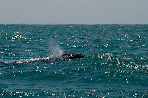 Humpback whale blowhole A mature female Humpback Whale exhales water out of its blowhole.  Brazil,Geotagged,Humpback whale,Megaptera novaeangliae,Praia de Forte,whale