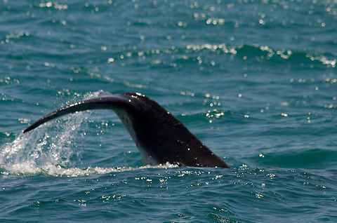 Tail breach of a Humpback whale Unsharp, but you have to forgive me for that, it was a windy day with heavy waves. In fact, about 1/3 of the passengers on the boat were sea sick. Brazil,Geotagged,Humpback whale,Megaptera novaeangliae,Praia de Forte,whale