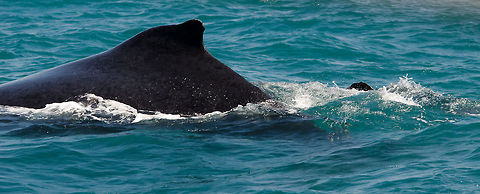 Humpback whale mother and young We were on an eco-friendly boat operating under strict rules: never cross the path of a whale, keep a minimum distance, shut down the engine within reach of a certain distance. Nevertheless, this Humpback whale mother always made sure to have her young swim on the outside of our sight. Brazil,Geotagged,Humpback whale,Megaptera novaeangliae,Praia de Forte,whale