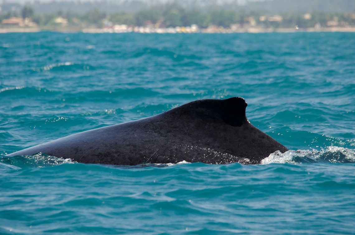 Humpback whale back fin Small breach of a Humpback whale near the Praia do Forte coast. Brazil,Geotagged,Humpback whale,Megaptera novaeangliae,Praia de Forte,whale