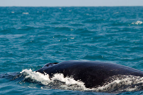 Humpback whale sub marine 30,000 kilograms of beauty cruises the Praia do Forte coast line. Brazil,Geotagged,Humpback whale,Megaptera novaeangliae,Praia de Forte,whale