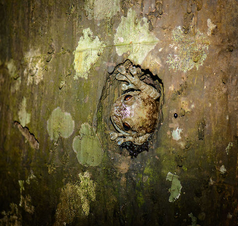 Large thick tree frog in tree nest, Nosy Mangabe, Madagascar This photo marks the start of our night tour on Nosy Mangabe. Which is technically illegal, night tours inside national parks are not allowed as of 2008, however the park ranger made an exception. Probably due to us being the only guests on the island. Furthermore, we specifically asked if flash was OK to use for each spotting, trying to minimize disturbance.

This photo shows a big tree frog waiting in a nest in the trunk of a tree. It is waiting for its mate. When we returned to this same point after the tour, there was a 2nd frog on the outside of it.

Species under investigation. Theory so far is Platypelis grandis, based on this reference:
http://calphotos.berkeley.edu/cgi/img_query?seq_num=295584&one=T

After the night tour, couple united:
http://www.jungledragon.com/image/34187/boulengers_giant_treefrog_couple_nosy_mangabe_madagascar.html Africa,Madagascar,Madagascar North,Nosy Mangabe,Platypelis grandis,World
