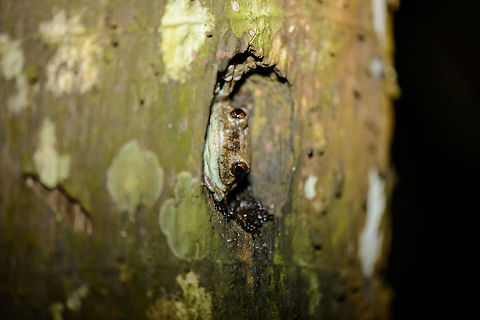 Large thick tree frog in tree nest - side view, Nosy Mangabe, Madagascar This photo marks the start of our night tour on Nosy Mangabe. Which is technically illegal, night tours inside national parks are not allowed as of 2008, however the park ranger made an exception. Probably due to us being the only guests on the island. Furthermore, we specifically asked if flash was OK to use for each spotting, trying to minimize disturbance.

This photo shows a big tree frog waiting in a nest in the trunk of a tree. It is waiting for its mate. When we returned to this same point after the tour, there was a 2nd frog on the outside of it.

Species under investigation. Theory so far is Platypelis grandis, based on this reference:
http://calphotos.berkeley.edu/cgi/img_query?seq_num=295584&one=T Africa,Geotagged,Madagascar,Madagascar North,Nosy Mangabe,Platypelis grandis,Spring,World