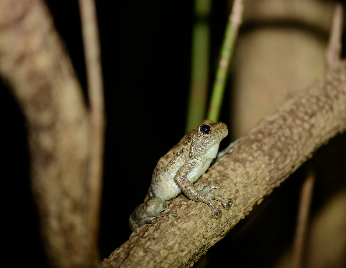 Large thick tree frog on branch - side view, Nosy Mangabe, Madagascar Found during a night tour in Nosy Mangabe, Madagascar. It was very approachable, even when we came to almost touching distance. Based on its enormous toe pads, likely it concerns this species:<br />
<figure class="photo"><a href="https://www.jungledragon.com/image/33873/large_thick_tree_frog_in_tree_nest_nosy_mangabe_madagascar.html" title="Large thick tree frog in tree nest, Nosy Mangabe, Madagascar"><img src="https://s3.amazonaws.com/media.jungledragon.com/images/2/33873_thumb.jpg?AWSAccessKeyId=05GMT0V3GWVNE7GGM1R2&Expires=1770854410&Signature=eBsOLFKNVUV4J09ukx1dfbLxRew%3D" width="200" height="192" alt="Large thick tree frog in tree nest, Nosy Mangabe, Madagascar This photo marks the start of our night tour on Nosy Mangabe. Which is technically illegal, night tours inside national parks are not allowed as of 2008, however the park ranger made an exception. Probably due to us being the only guests on the island. Furthermore, we specifically asked if flash was OK to use for each spotting, trying to minimize disturbance.<br />
<br />
This photo shows a big tree frog waiting in a nest in the trunk of a tree. It is waiting for its mate. When we returned to this same point after the tour, there was a 2nd frog on the outside of it.<br />
<br />
Species under investigation. Theory so far is Platypelis grandis, based on this reference:<br />
http://calphotos.berkeley.edu/cgi/img_query?seq_num=295584&amp;one=T<br />
<br />
After the night tour, couple united:<br />
http://www.jungledragon.com/image/34187/boulengers_giant_treefrog_couple_nosy_mangabe_madagascar.html Africa,Madagascar,Madagascar North,Nosy Mangabe,Platypelis grandis,World" /></a></figure> Africa,Boulenger's Giant Treefrog,Madagascar,Madagascar North,Nosy Mangabe,Platypelis grandis,World