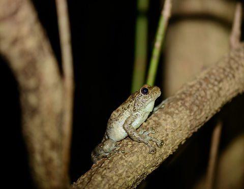 Large thick tree frog on branch - side view, Nosy Mangabe, Madagascar Found during a night tour in Nosy Mangabe, Madagascar. It was very approachable, even when we came to almost touching distance. Based on its enormous toe pads, likely it concerns this species:
http://www.jungledragon.com/image/33873/large_thick_tree_frog_in_tree_nest_nosy_mangabe_madagascar.html Africa,Boulenger's Giant Treefrog,Madagascar,Madagascar North,Nosy Mangabe,Platypelis grandis,World