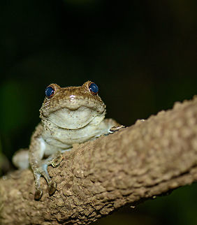Boulenger's Giant Treefrog - frontal closeup, Nosy Mangabe, Madagascar Found during a night tour in Nosy Mangabe, Madagascar. It was very approachable, even when we came to almost touching distance. Africa,Boulenger's Giant Treefrog,Madagascar,Madagascar North,Nosy Mangabe,Platypelis grandis,World