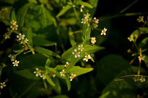 Shaggy soldier (Galinsoga quadriradiata) Galinsoga quadriradiata in the Heeswijk forest Fall,Forest,Galinsoga quadriradiata,Geotagged,Heeswijk,The Netherlands,autumn,plants