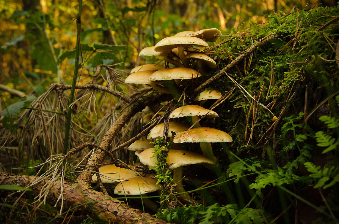 Terrace of mushrooms in forest A small cluster of relatively large mushrooms in the Heeswijk forest, the Netherlands.  Fall,Geotagged,Heeswijk,Hypholoma fasciculare,Sulphur tuft,The Netherlands,autumn,forest,fungus,mushroom