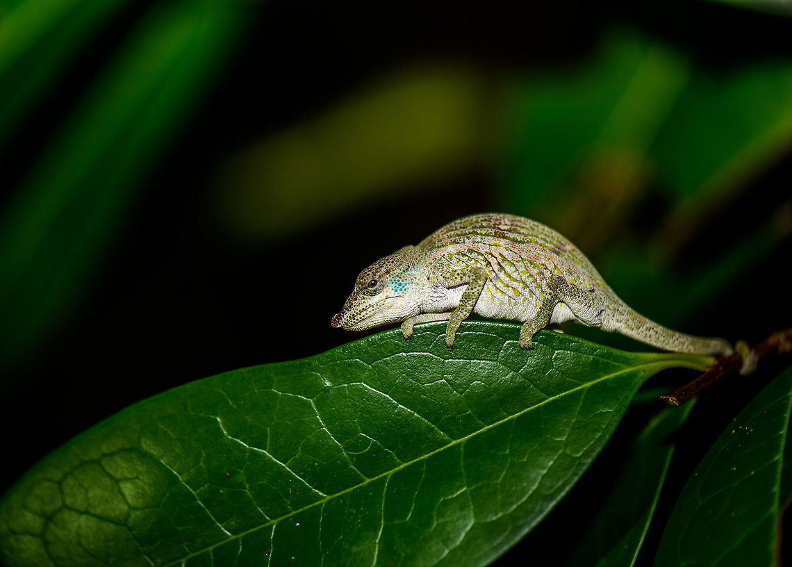 Big-nosed chameleon at night, Nosy Mangabe, Madagascar Probably a male, since literature mentions they sometimes have blue or yellow spots on their cheeks. This one was found during a night tour on Nosy Mangabe. Unlike most other chameleons, this species is relatively sociable towards both people and rivals. It doesn't immediately flee. Africa,Big-nosed chameleon,Calumma nasutum,Geotagged,Madagascar,Madagascar North,Nosy Mangabe,Spring,World