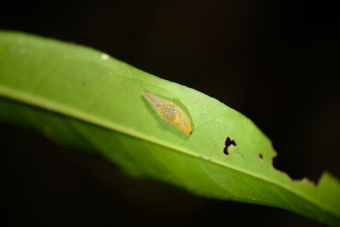Sack of eggs? Nosy Mangabe, Madagascar I have no idea what this slimy cocoon-like thing is. Found on the underside of a leaf in Nosy Mangabe, Madagascar. Africa,Geotagged,Madagascar,Madagascar North,Nosy Mangabe,Spring,World