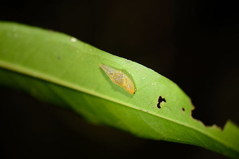 Sack of eggs? Nosy Mangabe, Madagascar I have no idea what this slimy cocoon-like thing is. Found on the underside of a leaf in Nosy Mangabe, Madagascar. Africa,Geotagged,Madagascar,Madagascar North,Nosy Mangabe,Spring,World