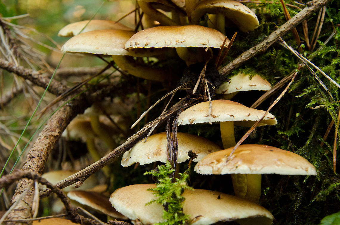 Terrace of mushrooms closeup Closeup of mushrooms in the Heeswijk forest during autumn. The thing with photographing mushrooms is to get down to their level, which means laying down. Another aspect is to stage the scene, clearing any distracting leafs and twigs, which I failed to do in this case. I prefer the all-natural approach. Fall,Fungus,Geotagged,Heeswijk,Hypholoma fasciculare,Sulphur tuft,The Netherlands,autumn,forest,mushroom
