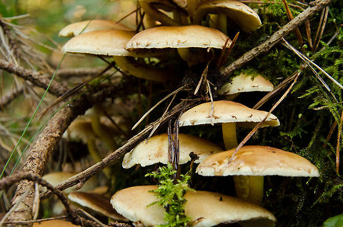 Terrace of mushrooms closeup Closeup of mushrooms in the Heeswijk forest during autumn. The thing with photographing mushrooms is to get down to their level, which means laying down. Another aspect is to stage the scene, clearing any distracting leafs and twigs, which I failed to do in this case. I prefer the all-natural approach.  Fall,Fungus,Geotagged,Heeswijk,Hypholoma fasciculare,Sulphur tuft,The Netherlands,autumn,forest,mushroom