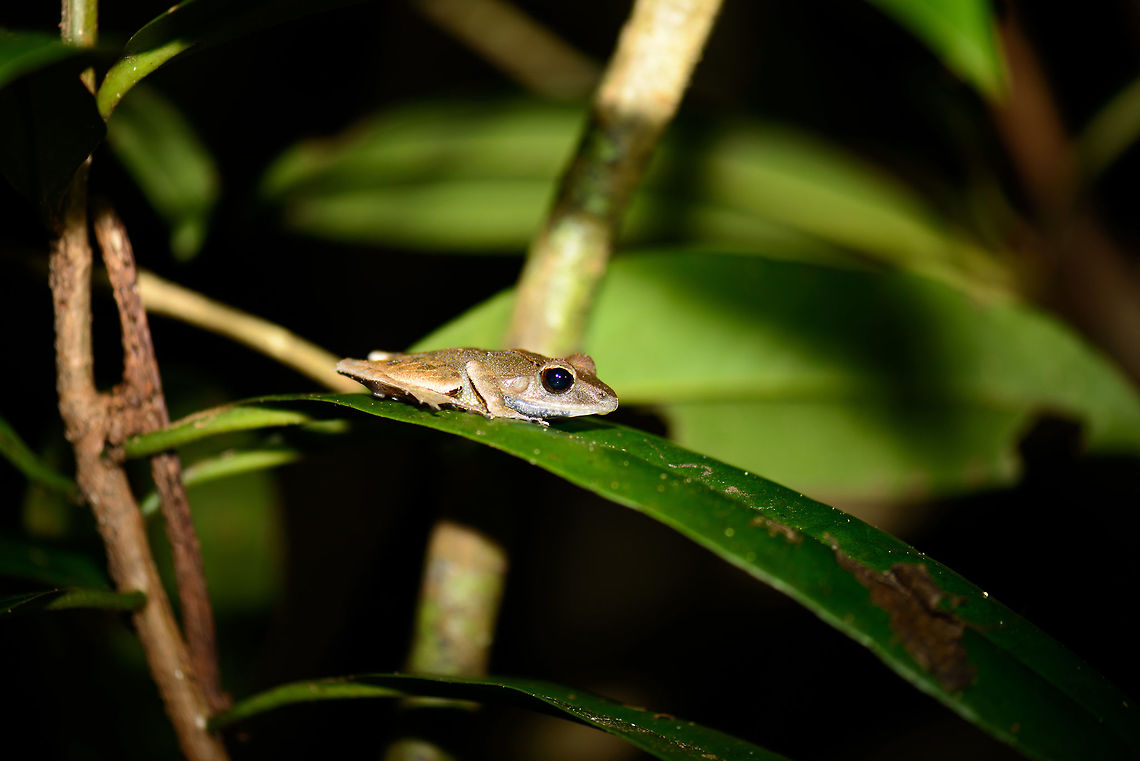 Tree frog on leaf in Nosy Mangabe at night It has a fairly common look, species under investigation. Africa,Geotagged,Madagascar,Madagascar North,Mantidactylus luteus,Nosy Mangabe,Spring,World