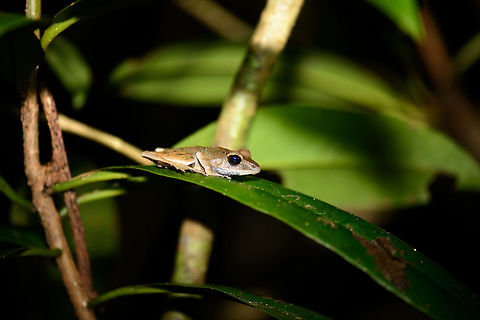 Tree frog on leaf in Nosy Mangabe at night It has a fairly common look, species under investigation. Africa,Geotagged,Madagascar,Madagascar North,Mantidactylus luteus,Nosy Mangabe,Spring,World