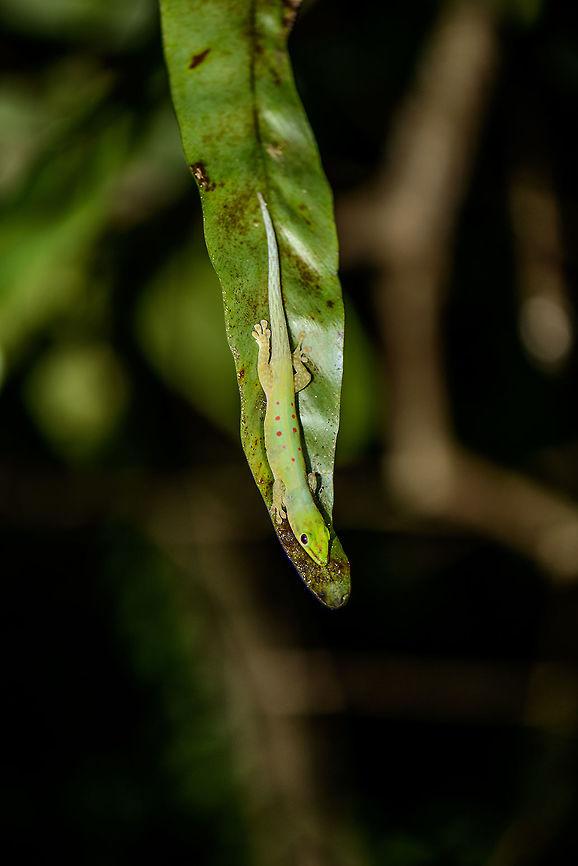 Speckled Day Gecko, Nosy Mangabe, Madagascar Found during a night walk. You can see it has found a pretty good shelter. Identification based on this reference:<br />
<a href="http://images.wildmadagascar.org/pictures/nosy_mangabe/phelsuma0161.jpg" rel="nofollow">http://images.wildmadagascar.org/pictures/nosy_mangabe/phelsuma0161.jpg</a> Africa,Geotagged,Madagascar,Madagascar North,Nosy Mangabe,Phelsuma guttata,Speckled day gecko,Spring,World