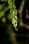 Speckled Day Gecko, Nosy Mangabe, Madagascar Found during a night walk. You can see it has found a pretty good shelter. Identification based on this reference:<br />
http://images.wildmadagascar.org/pictures/nosy_mangabe/phelsuma0161.jpg Africa,Geotagged,Madagascar,Madagascar North,Nosy Mangabe,Phelsuma guttata,Speckled day gecko,Spring,World