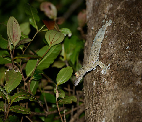 Giant Leaf-tailed gecko on the hunt, Nosy Mangabe, Madagascar I'm happy with this photo for two reasons. Most importantly, it shows a Giant Leaf-tailed Gecko on the hunt. It's a creature that is beautiful in itself, but you'd typically see it during the day, where it is static. Here you see one high up in the tree, actively moving around.

The 2nd reason I am happy is because of the technical challenge. The gecko is about 10 meters away, high up in a tree, in complete darkness. It's quite unusual to use a tele lens with flash, but I figured to just go for it. Maximum focal length, maximum flash power, and there you go. I wasn't expecting it to work, but it did. Africa,Geotagged,Giant Leaf-tailed Gecko,Madagascar,Madagascar North,Nosy Mangabe,Spring,Uroplatus fimbriatus,World