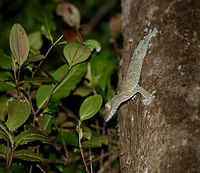 Giant Leaf-tailed gecko on the hunt, Nosy Mangabe, Madagascar I'm happy with this photo for two reasons. Most importantly, it shows a Giant Leaf-tailed Gecko on the hunt. It's a creature that is beautiful in itself, but you'd typically see it during the day, where it is static. Here you see one high up in the tree, actively moving around.<br />
<br />
The 2nd reason I am happy is because of the technical challenge. The gecko is about 10 meters away, high up in a tree, in complete darkness. It's quite unusual to use a tele lens with flash, but I figured to just go for it. Maximum focal length, maximum flash power, and there you go. I wasn't expecting it to work, but it did. Africa,Geotagged,Giant Leaf-tailed Gecko,Madagascar,Madagascar North,Nosy Mangabe,Spring,Uroplatus fimbriatus,World