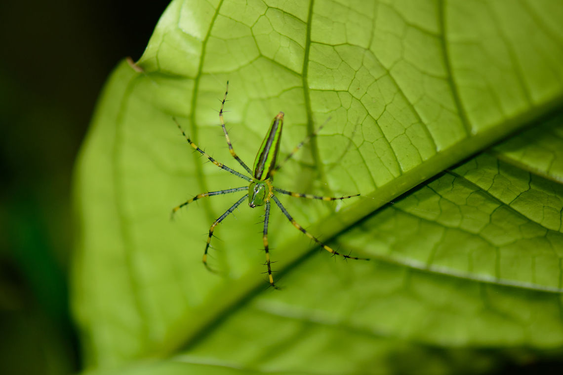 Malagasy green lynx spider at night, Nosy Mangabe, Madagascar  Africa,Geotagged,Madagascar,Madagascar North,Nosy Mangabe,Peucetia madagascariensis,Spring,World