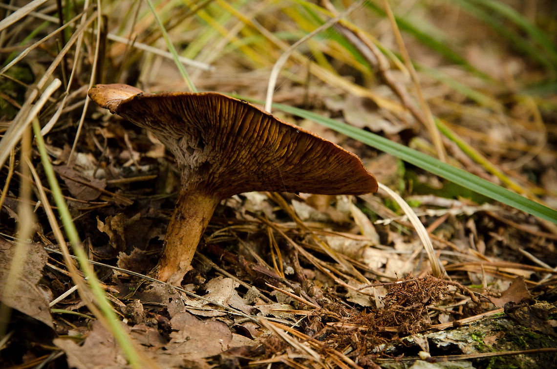 Mushroom closeup during autumn in Heeswijk forest Mushroom closeup during autumn in Heeswijk forest Forest,Fungus,Geotagged,Heeswijk,Lactarius chrysorrheus,The Netherlands,Yellowdrop Milkcap,autumn,fall,mushroom