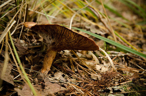 Mushroom closeup during autumn in Heeswijk forest Mushroom closeup during autumn in Heeswijk forest Forest,Fungus,Geotagged,Heeswijk,Lactarius chrysorrheus,The Netherlands,Yellowdrop Milkcap,autumn,fall,mushroom
