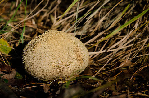 Common Earthball (Scleroderma Citrinum) Common Earthball (Scleroderma Citrinum) Common Earthball,Fungus,Geotagged,Heeswijk,Scleroderma Citrinum,The Netherlands,autumn,fall,forest