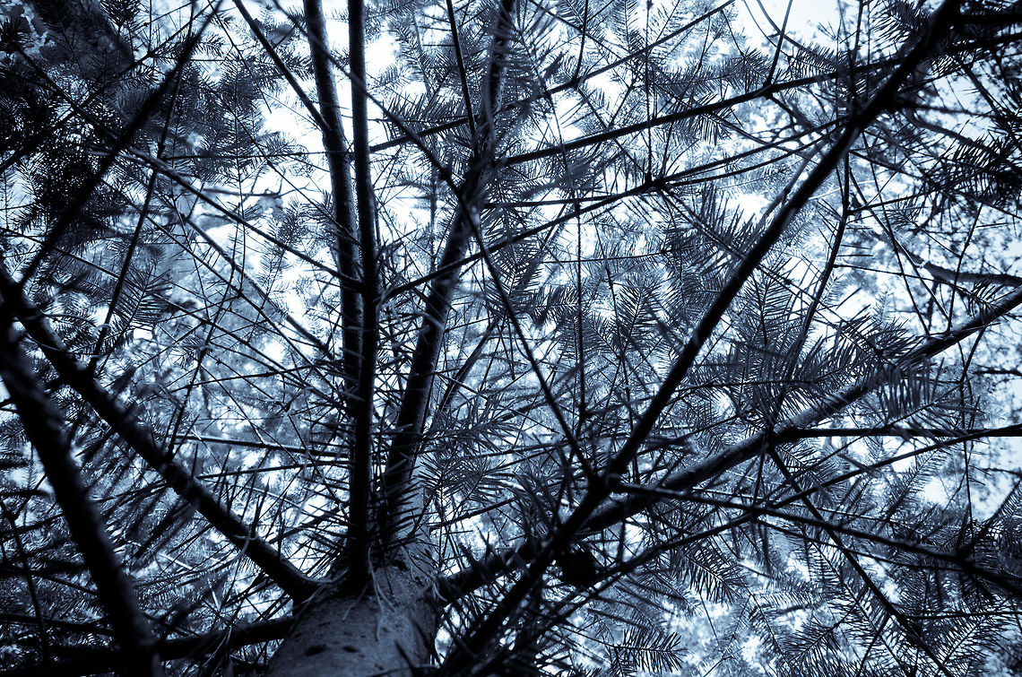 Scots Pine (Pinus sylvestris) in Heeswijk Scots Pine (Pinus sylvestris) in Heeswijk Fall,Geotagged,Heeswijk,Pinus sylvestris,Scots Pine,The Netherlands,autumn,forest,tree