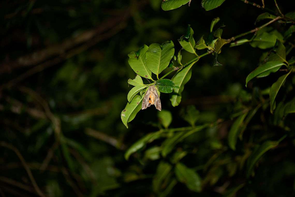 Large moth at night, Nosy Mangabe, Madagascar About 10 cm (4&quot;) in size. Dullish outer wings with bright orange inside. Africa,Eudocima phalonia,Geotagged,Madagascar,Madagascar North,Nosy Mangabe,Spring,World